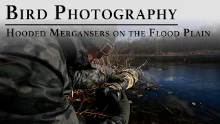 Bird Photography: Photographing Hooded Mergansers on the Connecticut River Flood Plains | Nikon Z9