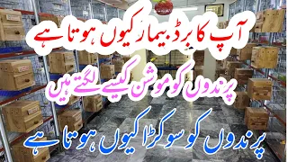 Birds Care ||Birds Safe ||اپنے پرندوں کو بیمار ہونے سے بچائیں