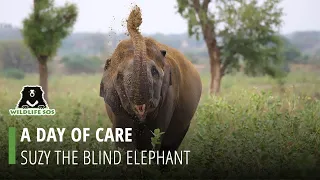A Day Of Care : Blind Elephant Suzy