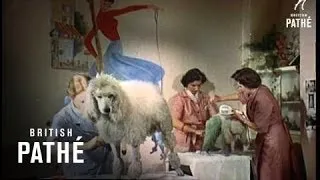 Poodle Beauty Parlour (1955)