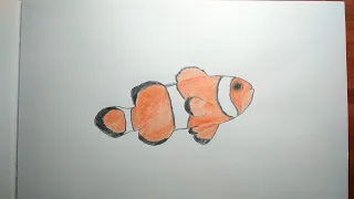 Как просто нарисовать рыбу-клоуна