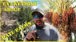 The ULTIMATE Date Palm Growing Guide