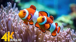 Aquarium 4K VIDEO (ULTRA HD) 🐠 Beautiful Coral Reef Fish - Relaxing Sleep Meditation Music #111