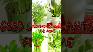 Top Good Luck Plants For Home | House Plants For Luck , Fortune And Prosperity