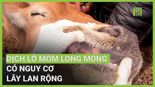 Dịch lở mồm long móng có nguy cơ lây lan rộng | VTC16