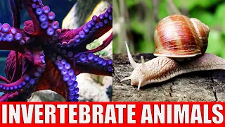 Invertebrate Animals | Learn Names and Sounds of Invertebrate Animals for Children