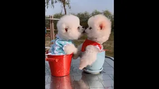 Super Cute and Funny Pomeranian Dogs Video Compilation #78 #Shorts