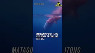 Giant squid na mas malaki pa sa tao, kuha sa video na ito | GreatCzar Digital (Feb 1, 2023) #shorts