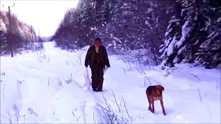 ЗИМА , охота на зайца с гончими Говоруша и Свирель.