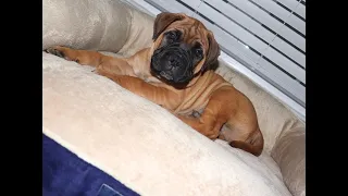 Bullmastiff puppy Growing up