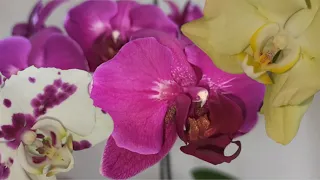 Весенние бабочки. Орхидеи Phalaenopsis Stellenbosch (Стелленбош), Келлион (Kellion), Minion Миньон.