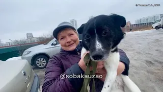 Луи из приюта «Щербинка» нашёл свою семью! Проект помощи животным @Sobakauzao