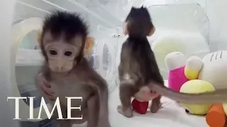 Scientists Have Cloned Monkeys For The First Time, Are Humans Next? | TIME