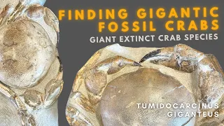 Finding GIANT Extinct Crab Species | TUMIDOCARCINUS GIGANTEUS