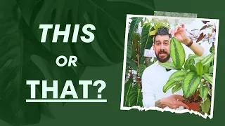 🌿 Houseplant Showdown: This or That? Which Will Make It to Your Home? 🏡