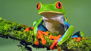 Red-Eyed Tree Frog (Defy Gravity & Cling to Leaves)