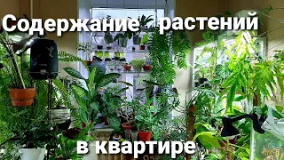 Содержание растений в квартире/Мой опыт
