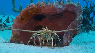 Learning To Sea - The Spiny Lobster