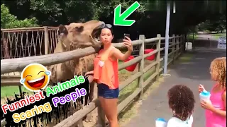 Funniest Animals Scaring People Reactions of 2019  🐢🐪🐏🐍 Funny Pet Videos