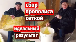 Сбор прополиса Сбор прополиса сеткой Как получить прополис Прополис