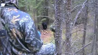 northern-outfitters bear hunt 2010,mike carvelli part 3