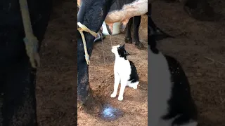 cats drinking milk from cow #shorts #cats #kittens