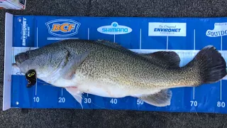 102cm & 80cm Murrumbidgee Murray Cod