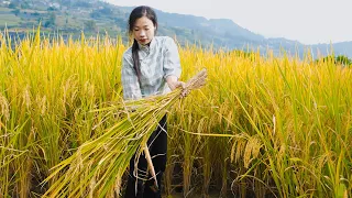 From transplanting rice to making it mature, making it into Chinese food ｜ wild girl