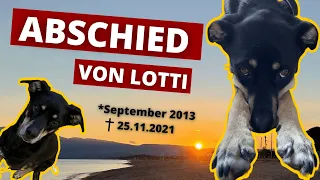 Abschied von Lotti - der fröhlichste Hund der Welt hat uns verlassen