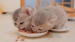 These kitten sisters are so cute that their appetite explodes even when they wake up...