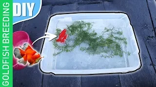 15 DIY steps -How to breed goldfish ( complete Step by step tutorial)