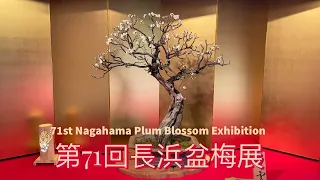 71st Plum Blossom Bonsai Exhibition Nagahama 2022 / 第71回長浜盆梅展 /