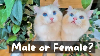 Should You get a Male or Female Ragdoll Cat | The Cat Butler