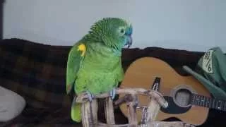 Blue fronted amazon parrot - Wheeler talking