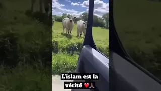 SUBHANNALLAH .Miracle du Coran .Les Vaches sont attirées par Sourate Al-Baqarah ☪️(Sourate La Vache)