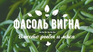 СПАРЖЕВАЯ ФАСОЛЬ вместо РЫБЫ и МЯСА. Вигна японская. Выращивание и польза