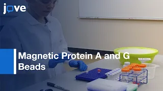 Magnetic Protein A and Protein G Beads for Antibody Labeling | Protocol Preview