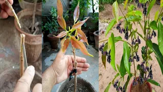 Jamun Grafting Very Easy | Grafting Successful | Jamun Grafting Technique | java plum Tree Grafting