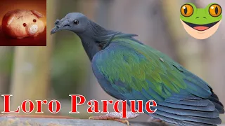 🙉Лоро парк 2021 -  моднейший зоопарк Европы (Тенерифе, Канарские острова)
