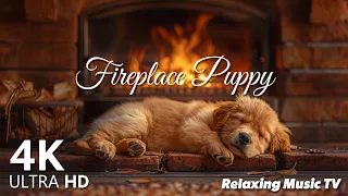 Study and Meditation, Prenatal Care, and Insomnia Relief with a Golden Retriever by Fireplace ASMR