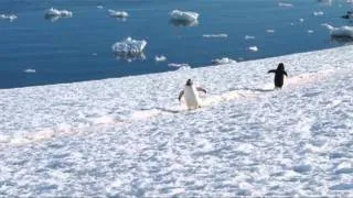 manchots en Antarctique