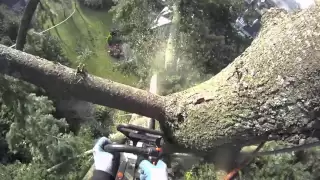 Large Fir tree removal using a speedline