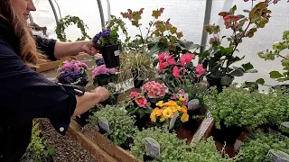 Winter Sowing Update, Eugenia Repot & Organizing the Greenhouse! 🌿🙌💚 // Garden Answer