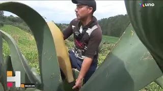 Conozca el proceso de producción del pulque en Nanacamilpa, Tlaxcala.