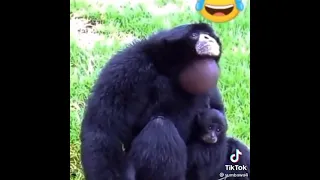 video gorila lucu bikin ngakak 4G gorila+62 terbaru 2021
