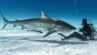 Тигровая Акула – Одна из Самых Опасных! Почему Акулы Нападают на Людей?