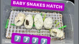 BALL PYTHONS HATCHING ! ! Awesome genetics !?!