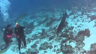 Barracuda Feeding Frenzy