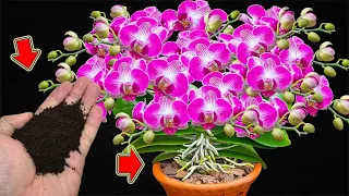 Sprinkle 1 Teaspoon! Orchids Bloom Throughout 4 Seasons Easily