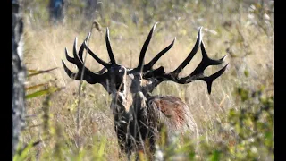 Rykowisko Jeleni 2023 / Potężne byki z Bagien /Hirschbrunft / Deer Rut #rykowisko #wildlife #hirsch